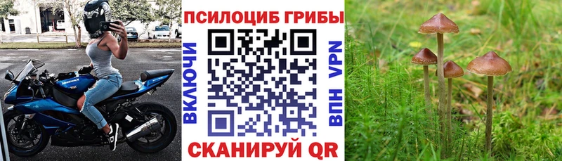 Псилоцибиновые грибы прущие грибы  Лесной 